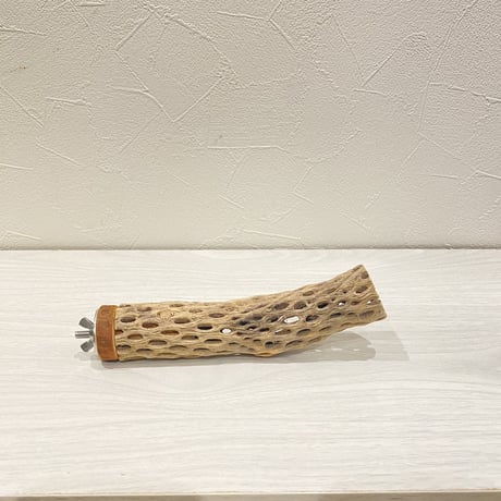 カクタスパーチ⑯ 極小直径2-3cm/15cm