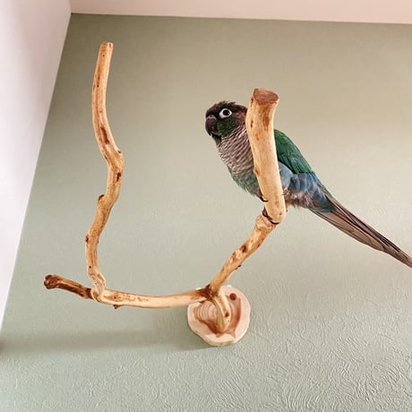 ピノキオの鼻⑤
