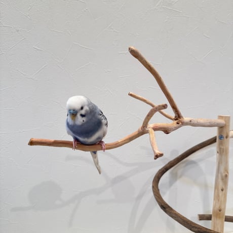 貝塚伊吹とツタのぐるぐるバードアスレチック 【自然木 とまり木 セキセイインコ・ウロコインコ】