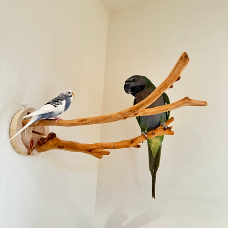 ピノキオの鼻 ⑥お鼻2本