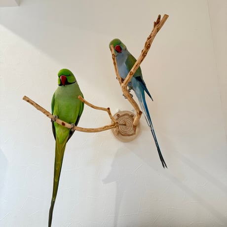ピノキオの鼻 ③ お鼻2本