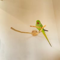 桧のピノキオの鼻 ④【インコ・小鳥のおもちゃ　自然木の止まり木】