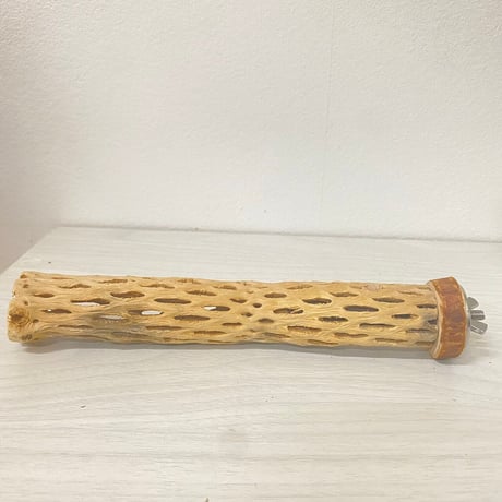 カクタスパーチ極小サイズ直径（約2-3cm）／19cm⑫