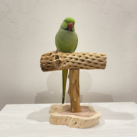 カクタスのスタンドパーチ②　パーチ長さ20cm／高さ21cm