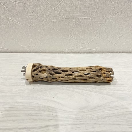 カクタスパーチ【2】極小 直径約2-3cm/15cm
