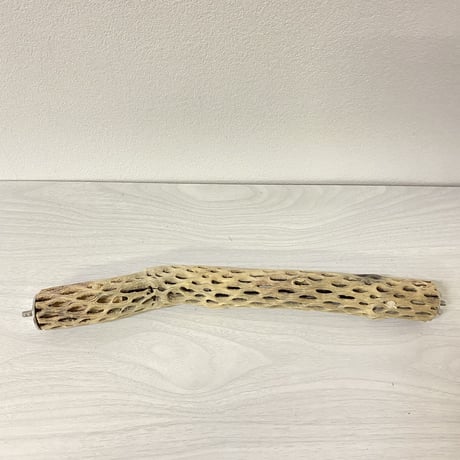 ケージサイズカクタスパーチ⑩ 極小サイズ直径2-3cm HOEI35サイズ