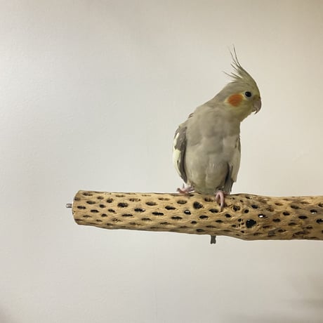 ケージサイズカクタスパーチ 小サイズ直径3-4cm HOEI35 手乗り⑥