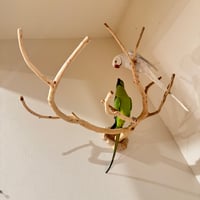 貝塚伊吹のピノキオの鼻 【インコの止まり木 自然木 天然木】
