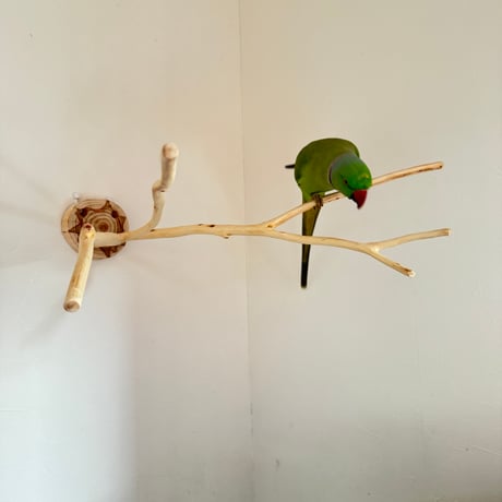 桧のピノキオの鼻① お鼻2本