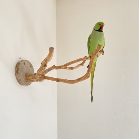 ピノキオの鼻 ⑦