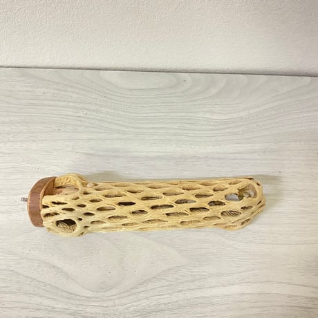 カクタスパーチ⑥ 小サイズ直径（約3-4cm）／16cm