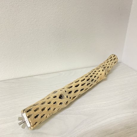 ケージサイズカクタスパーチ⑪ 極小サイズ直径2-3cm HOEI35サイズ