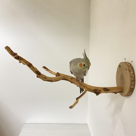 ピノキオの鼻 ⑦