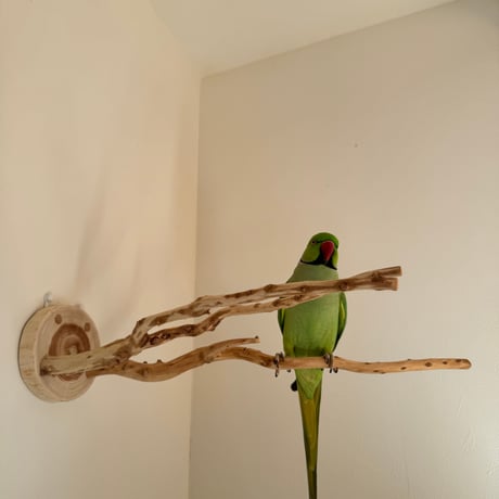 ピノキオの鼻② お鼻2本