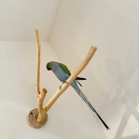 桧のピノキオの鼻 ⑩