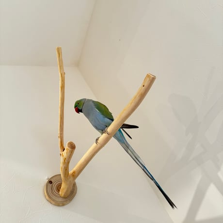 桧のピノキオの鼻 ⑩