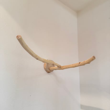 桧のピノキオの鼻⑤
