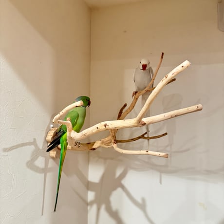 貝塚伊吹のピノキオの鼻 【インコの止まり木 自然木 天然木】