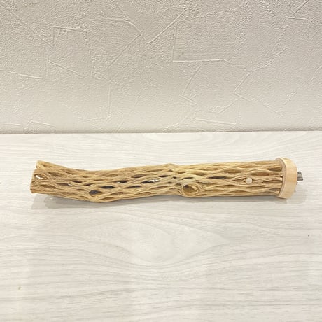 カクタスパーチ⑪ 極小直径2-3cm/24cm