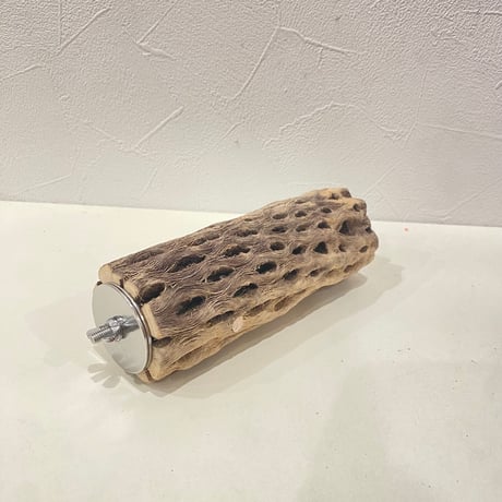 カクタスパーチ① 直径約5cm/長さ15cm