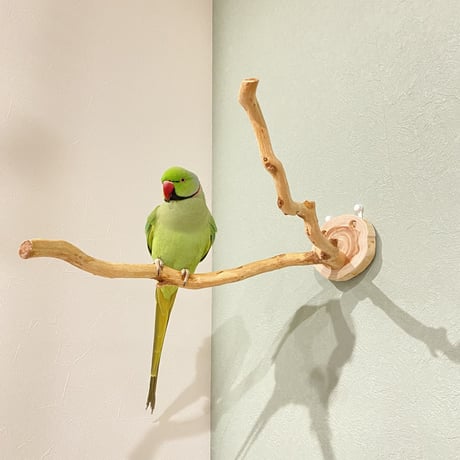 ピノキオの鼻 ⑦