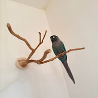 貝塚伊吹のピノキオの鼻 【インコの止まり木 自然木 天然木】