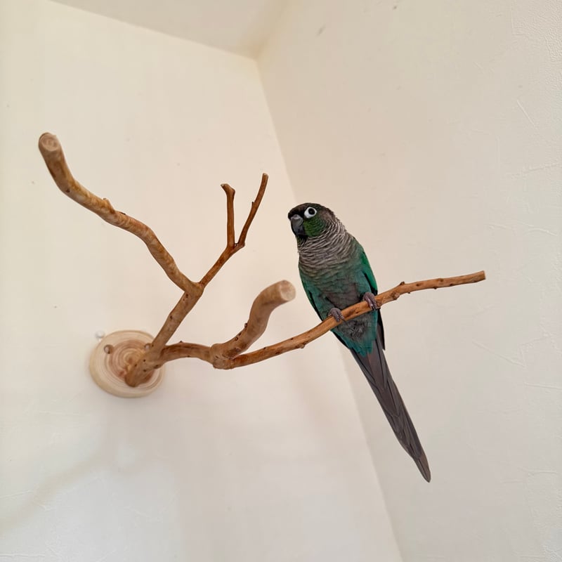 貝塚伊吹木製昆虫止まり木 約65cm 貝塚伊吹のピノキオの鼻 【インコの止まり木 自然木 天然木】 | 自然木