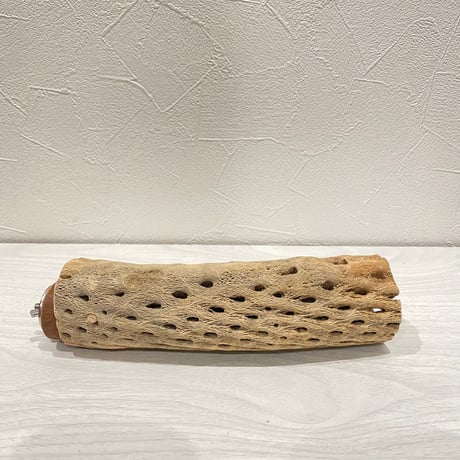 カクタスパーチ⑰ 中 直径約5.5cm/19cm