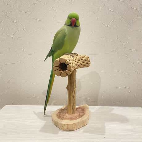カクタスのスタンドパーチ③　パーチ長さ20cm／高さ20.5cm
