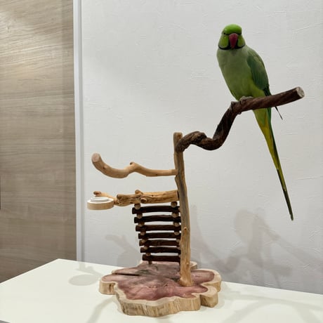 自然木（ツタ・貝塚伊吹）とハシゴのバードアスレチック【インコのおもちゃ・自然木のとまり木】