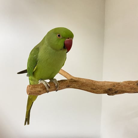 ピノキオの鼻④ 中型さん用