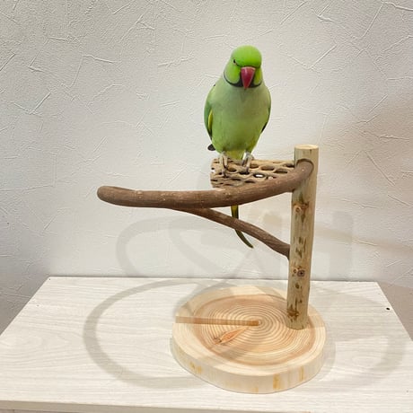 ツタのぐるりんスタンドパーチ①　カクタス付き