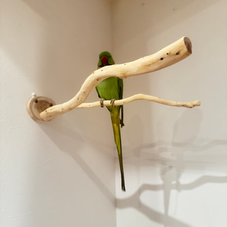 貝塚伊吹のピノキオの鼻③【インコの止まり木 自然木 天然木】