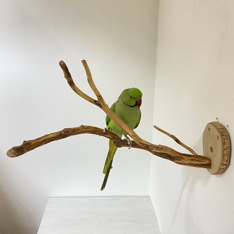 【K様専用】ピノキオの鼻 カクタススタンドパーチ