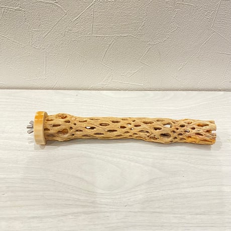 カクタスパーチ極小③ 2-3㎝長さ22cm