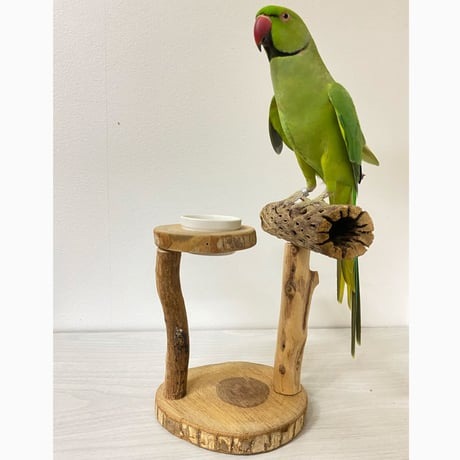 カクタスのスタンドパーチ②　パーチ長さ20cm／足高さ15cm