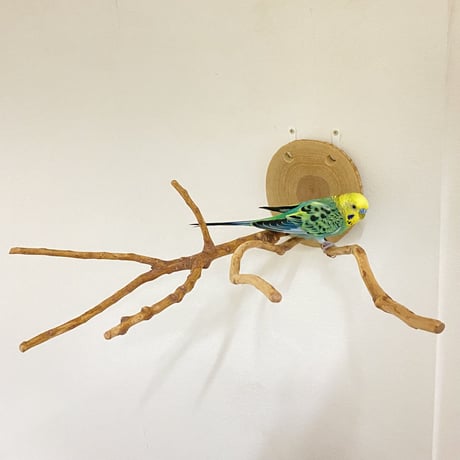 ピノキオの鼻 ① 小型の鳥さん用