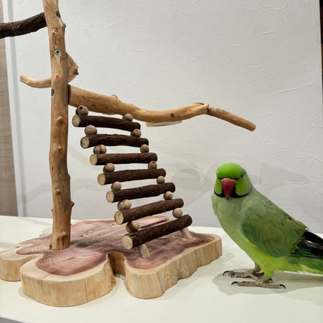 自然木（ツタ・貝塚伊吹）とハシゴのバードアスレチック【インコのおもちゃ・自然木のとまり木】