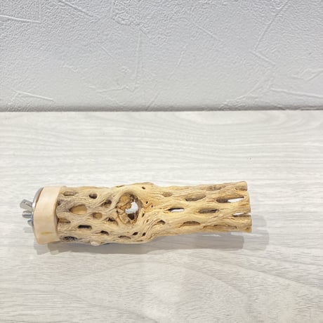 カクタスパーチ極小⑥ 直径約2~3cm 長さ10cm