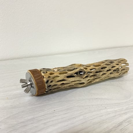 カクタスパーチ⑥ 極小サイズ 直径（約2-3cm）長さ/15cm