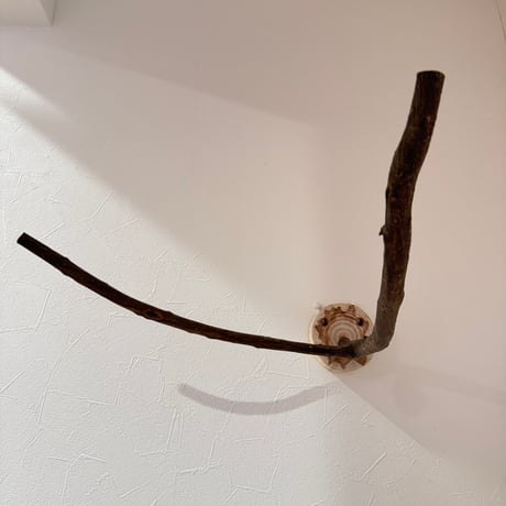 ツタのピノキオの鼻【A】