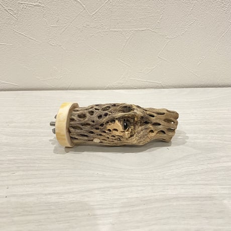 カクタスパーチ【23】小 直径約3-4cm/10cm