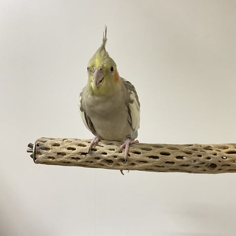 ケージサイズカクタスパーチ② 極小サイズ直径約2-3cm HOEI465サイズ