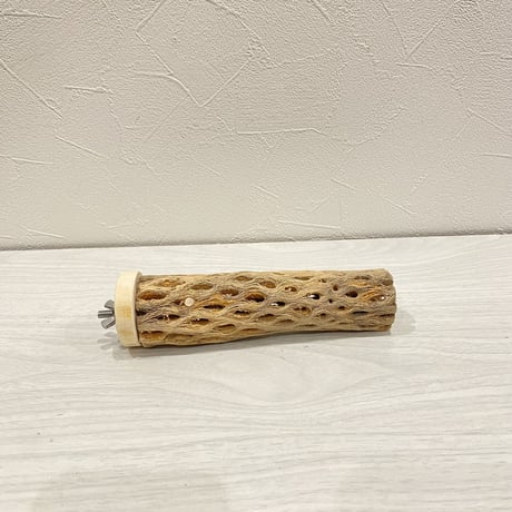 カクタスパーチ【18】小 直径約3-4cm/15cm