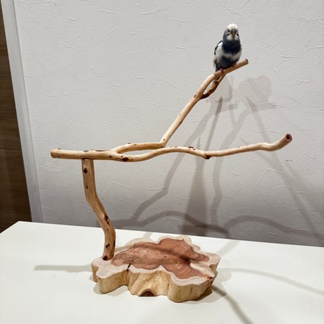 貝塚伊吹のスタンドパーチ 【自然木 とまり木 】
