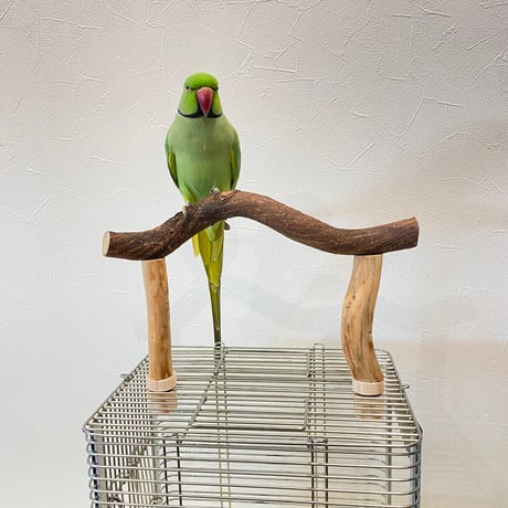 使い方いろいろ 屋上ツタパーチ　横30cm 高さ16~20cm
