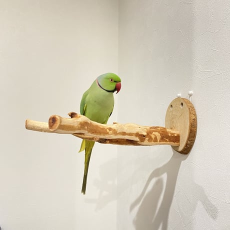 ピノキオの鼻 ①