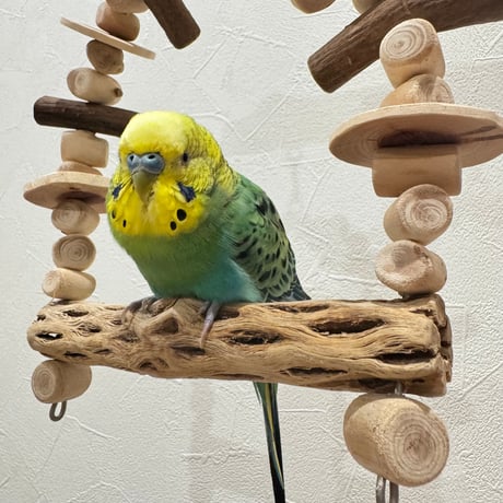カクタスと天然ウッドビーズのブランコ②【インコ おもちゃ サボテンの骨】