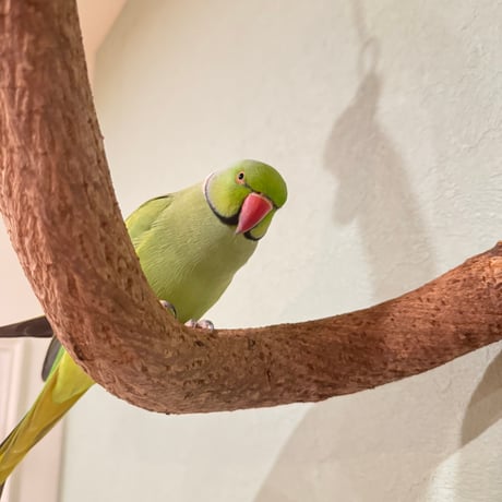 超でかいとぐろちゃんブランコ　【インコのおもちゃ 自然木】