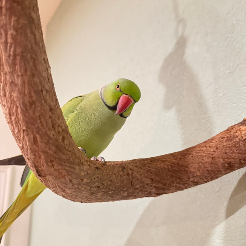 超でかいとぐろちゃんブランコ 【インコのおもちゃ 自然木】 | 自然木